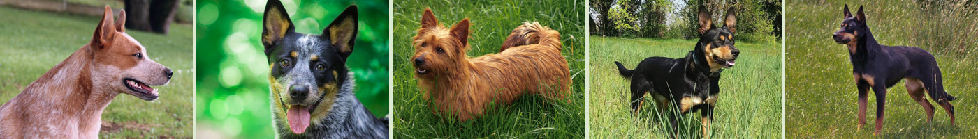 Ridgey Didge Kennel : Australian working dogs in France