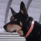 Ridgey Didge Laouet, a professional sheepdog in Barn, Southwest France. 