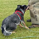 Ridgey Didge One'Atoo is qualified for the French Obedience Championship in 2021 and is training to take part in Ring competitions.