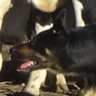 Ridgey Didge Raoust learning to work on his dairy cows.