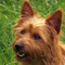 Ridgey Didge's australian terrier dogs and puppies