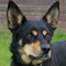 Kennel Ridgey Didge's working kelpie dogs and puppies