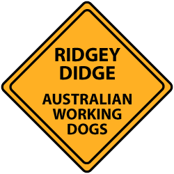 Ridgey Didge : australian cattle dogs, working kelpies, australian terriers