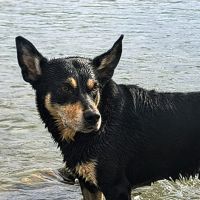 RIDGEY DIDGE NOIR DESIR - working kelpie - 8 ans 