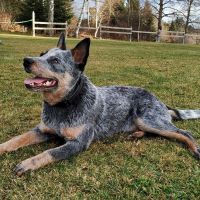 RIDGEY DIDGE ANOUK BLUE - Bouvier Australien - 6 mois 